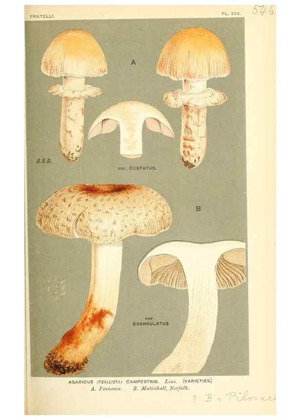 Reproducción/Reproduction 9016440704: Illustrations of British Fungi (Hymenomycetes), to serve as an atlas to the ""Handbook of British Fungi"".. LondonWilliams and Norgate1881-91
