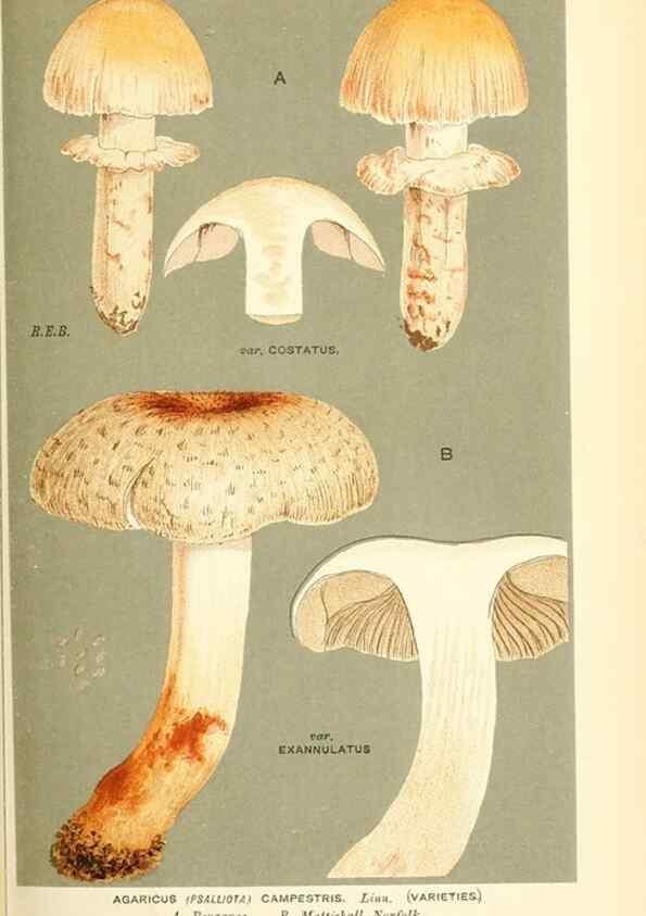 Reproducción/Reproduction 9016440704: Illustrations of British Fungi (Hymenomycetes), to serve as an atlas to the ""Handbook of British Fungi"".. LondonWilliams and Norgate1881-91