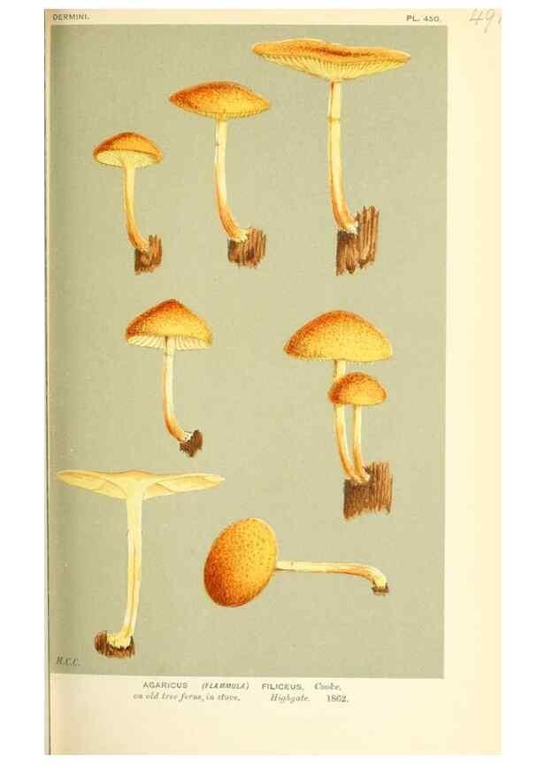 Reproducción/Reproduction 9016350424: Illustrations of British Fungi (Hymenomycetes), to serve as an atlas to the ""Handbook of British Fungi"".. LondonWilliams and Norgate1881-91