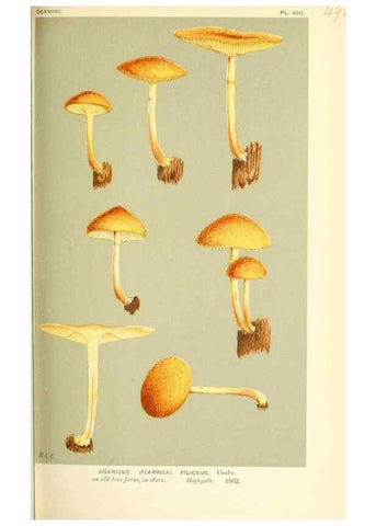 Reproducción/Reproduction 9016350424: Illustrations of British Fungi (Hymenomycetes), to serve as an atlas to the ""Handbook of British Fungi"".. LondonWilliams and Norgate1881-91
