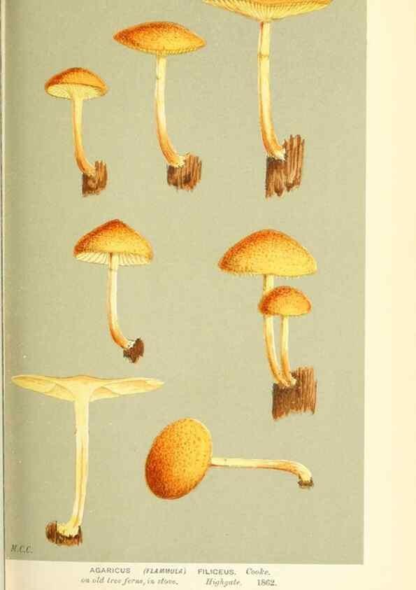 Reproducción/Reproduction 9016350424: Illustrations of British Fungi (Hymenomycetes), to serve as an atlas to the ""Handbook of British Fungi"".. LondonWilliams and Norgate1881-91