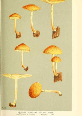 Reproducción/Reproduction 9016350424: Illustrations of British Fungi (Hymenomycetes), to serve as an atlas to the ""Handbook of British Fungi"".. LondonWilliams and Norgate1881-91