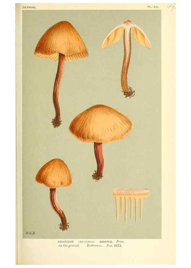 Reproducción/Reproduction 9016352180: Illustrations of British Fungi (Hymenomycetes), to serve as an atlas to the ""Handbook of British Fungi"".. LondonWilliams and Norgate1881-91
