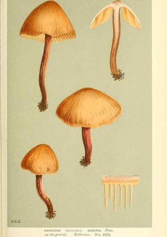 Reproducción/Reproduction 9016352180: Illustrations of British Fungi (Hymenomycetes), to serve as an atlas to the ""Handbook of British Fungi"".. LondonWilliams and Norgate1881-91