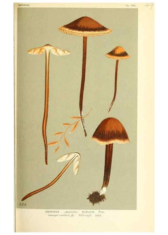 Reproducción/Reproduction 9016353888: Illustrations of British Fungi (Hymenomycetes), to serve as an atlas to the ""Handbook of British Fungi"".. LondonWilliams and Norgate1881-91