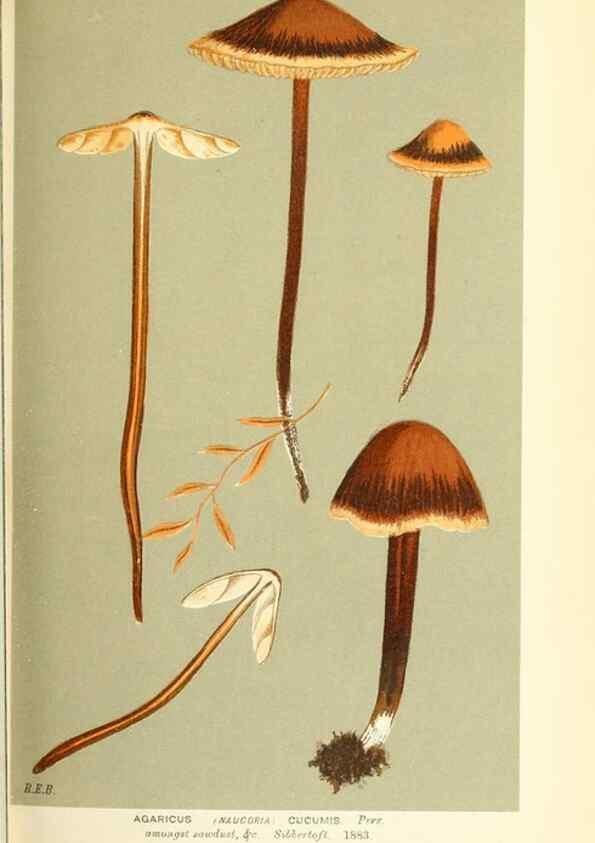 Reproducción/Reproduction 9016353888: Illustrations of British Fungi (Hymenomycetes), to serve as an atlas to the ""Handbook of British Fungi"".. LondonWilliams and Norgate1881-91