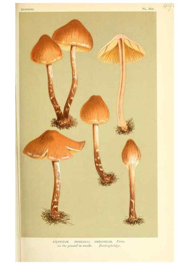Reproducción/Reproduction 9015163793: Illustrations of British Fungi (Hymenomycetes), to serve as an atlas to the ""Handbook of British Fungi"".. LondonWilliams and Norgate1881-91