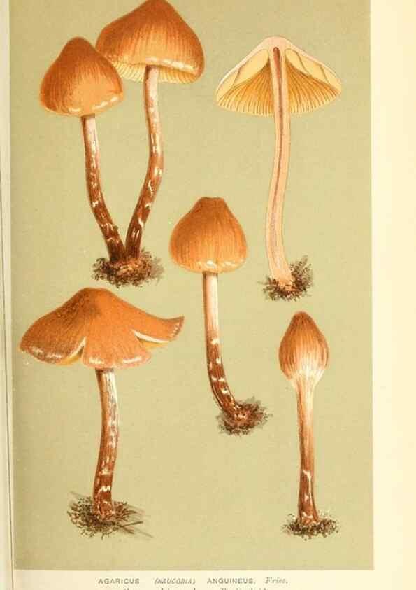 Reproducción/Reproduction 9015163793: Illustrations of British Fungi (Hymenomycetes), to serve as an atlas to the ""Handbook of British Fungi"".. LondonWilliams and Norgate1881-91