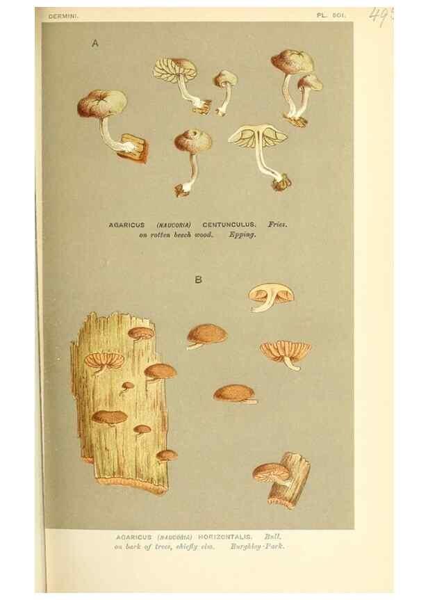 Reproducción/Reproduction 9016356666: Illustrations of British Fungi (Hymenomycetes), to serve as an atlas to the ""Handbook of British Fungi"".. LondonWilliams and Norgate1881-91