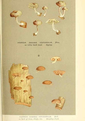 Reproducción/Reproduction 9016356666: Illustrations of British Fungi (Hymenomycetes), to serve as an atlas to the ""Handbook of British Fungi"".. LondonWilliams and Norgate1881-91
