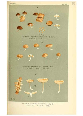 Reproducción/Reproduction 9016358282: Illustrations of British Fungi (Hymenomycetes), to serve as an atlas to the ""Handbook of British Fungi"".. LondonWilliams and Norgate1881-91