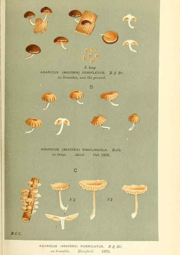Reproducción/Reproduction 9016358282: Illustrations of British Fungi (Hymenomycetes), to serve as an atlas to the ""Handbook of British Fungi"".. LondonWilliams and Norgate1881-91