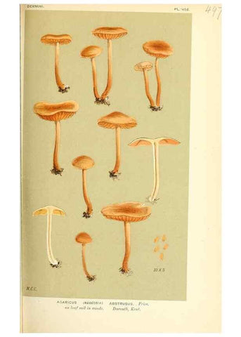 Reproducción/Reproduction 9016359698: Illustrations of British Fungi (Hymenomycetes), to serve as an atlas to the ""Handbook of British Fungi"".. LondonWilliams and Norgate1881-91