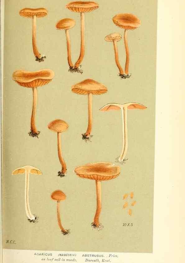 Reproducción/Reproduction 9016359698: Illustrations of British Fungi (Hymenomycetes), to serve as an atlas to the ""Handbook of British Fungi"".. LondonWilliams and Norgate1881-91