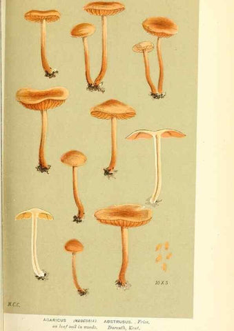 Reproducción/Reproduction 9016359698: Illustrations of British Fungi (Hymenomycetes), to serve as an atlas to the ""Handbook of British Fungi"".. LondonWilliams and Norgate1881-91