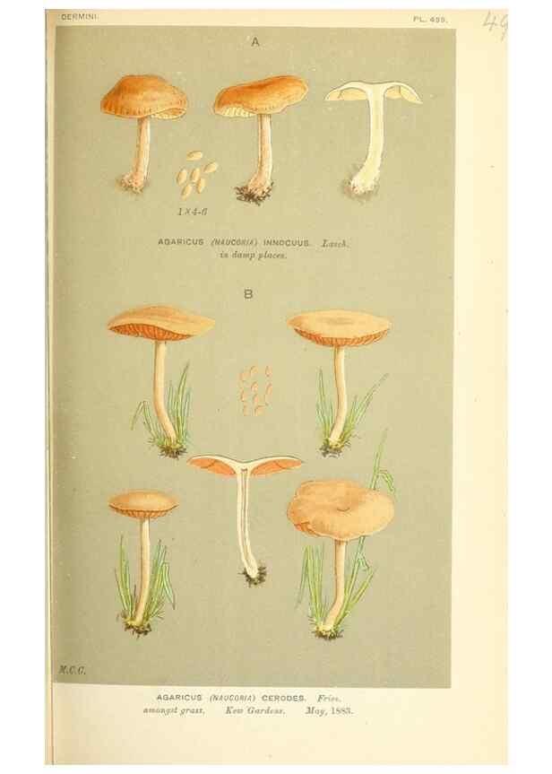 Reproducción/Reproduction 9015170617: Illustrations of British Fungi (Hymenomycetes), to serve as an atlas to the ""Handbook of British Fungi"".. LondonWilliams and Norgate1881-91