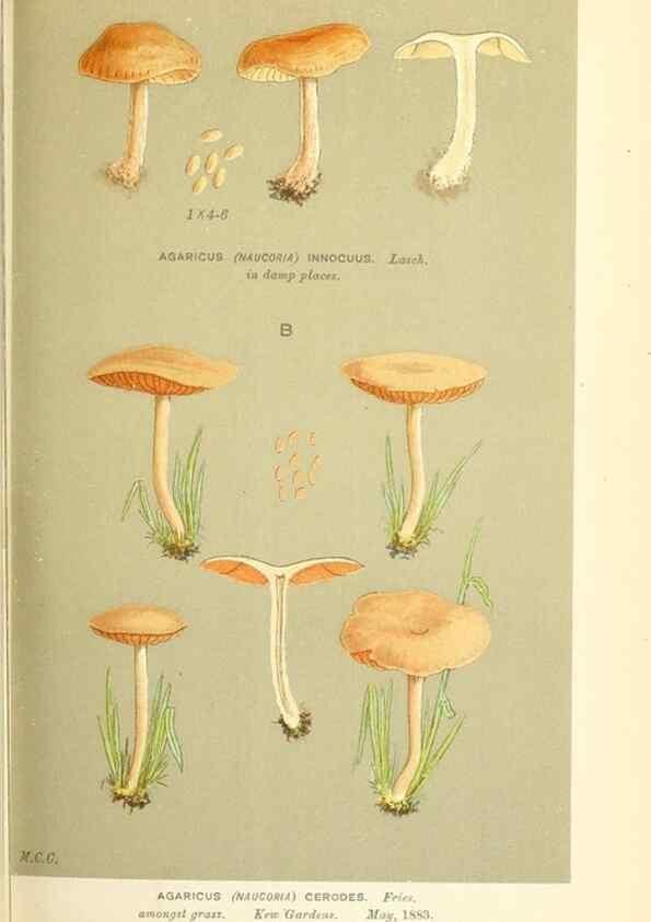 Reproducción/Reproduction 9015170617: Illustrations of British Fungi (Hymenomycetes), to serve as an atlas to the ""Handbook of British Fungi"".. LondonWilliams and Norgate1881-91