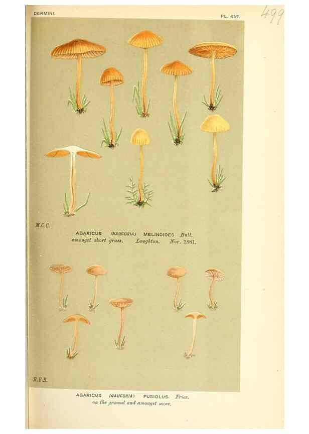 Reproducción/Reproduction 9016364120: Illustrations of British Fungi (Hymenomycetes), to serve as an atlas to the ""Handbook of British Fungi"".. LondonWilliams and Norgate1881-91