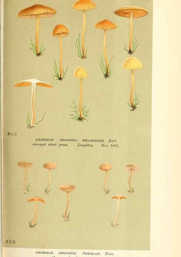 Reproducción/Reproduction 9016364120: Illustrations of British Fungi (Hymenomycetes), to serve as an atlas to the ""Handbook of British Fungi"".. LondonWilliams and Norgate1881-91