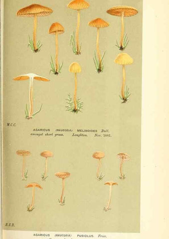 Reproducción/Reproduction 9016364120: Illustrations of British Fungi (Hymenomycetes), to serve as an atlas to the ""Handbook of British Fungi"".. LondonWilliams and Norgate1881-91