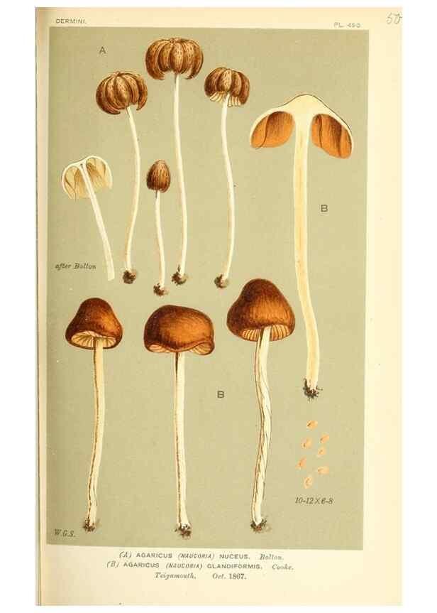 Reproducción/Reproduction 9015174803: Illustrations of British Fungi (Hymenomycetes), to serve as an atlas to the ""Handbook of British Fungi"".. LondonWilliams and Norgate1881-91