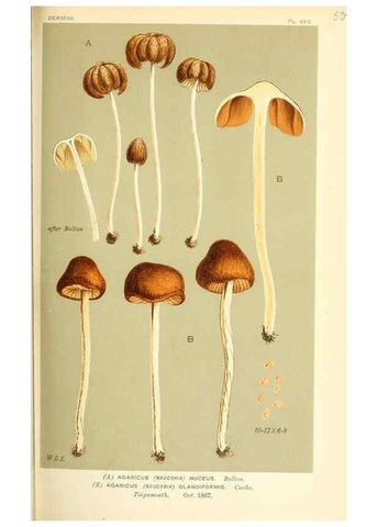 Reproducción/Reproduction 9015174803: Illustrations of British Fungi (Hymenomycetes), to serve as an atlas to the ""Handbook of British Fungi"".. LondonWilliams and Norgate1881-91