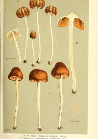 Reproducción/Reproduction 9015174803: Illustrations of British Fungi (Hymenomycetes), to serve as an atlas to the ""Handbook of British Fungi"".. LondonWilliams and Norgate1881-91