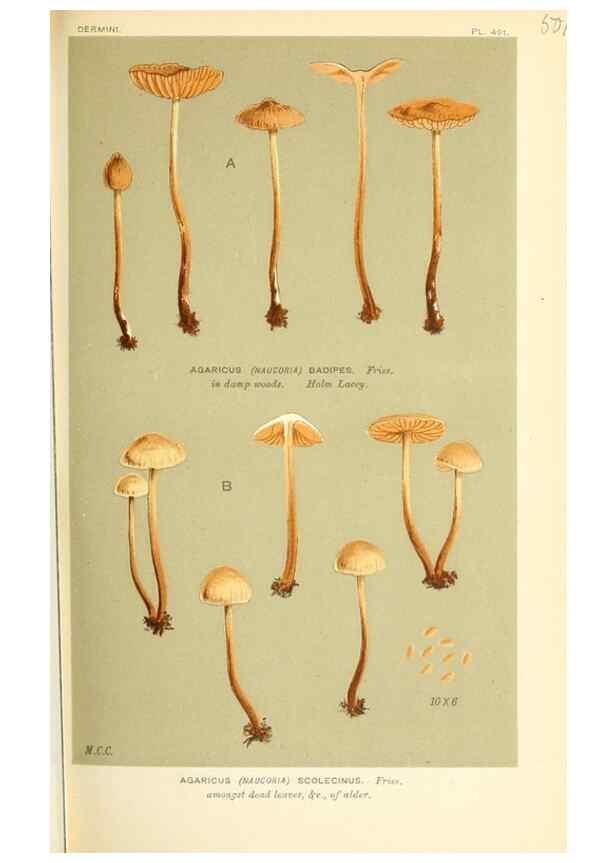 Reproducción/Reproduction 9015177785: Illustrations of British Fungi (Hymenomycetes), to serve as an atlas to the ""Handbook of British Fungi"".. LondonWilliams and Norgate1881-91