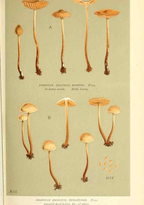Reproducción/Reproduction 9015177785: Illustrations of British Fungi (Hymenomycetes), to serve as an atlas to the ""Handbook of British Fungi"".. LondonWilliams and Norgate1881-91