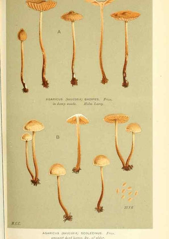 Reproducción/Reproduction 9015177785: Illustrations of British Fungi (Hymenomycetes), to serve as an atlas to the ""Handbook of British Fungi"".. LondonWilliams and Norgate1881-91