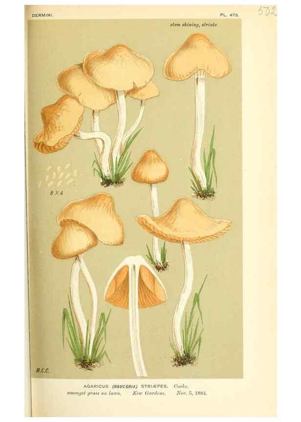 Reproducción/Reproduction 9016371554: Illustrations of British Fungi (Hymenomycetes), to serve as an atlas to the ""Handbook of British Fungi"".. LondonWilliams and Norgate1881-91