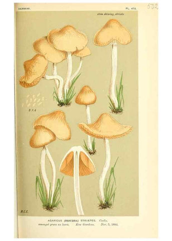 Reproducción/Reproduction 9016371554: Illustrations of British Fungi (Hymenomycetes), to serve as an atlas to the ""Handbook of British Fungi"".. LondonWilliams and Norgate1881-91