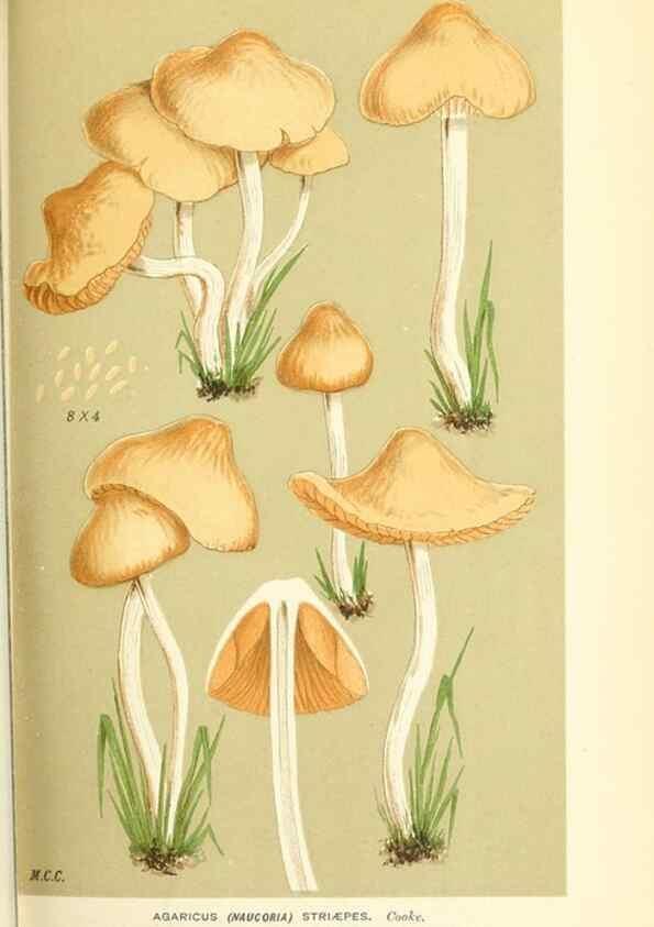 Reproducción/Reproduction 9016371554: Illustrations of British Fungi (Hymenomycetes), to serve as an atlas to the ""Handbook of British Fungi"".. LondonWilliams and Norgate1881-91