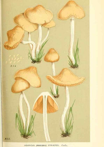 Reproducción/Reproduction 9016371554: Illustrations of British Fungi (Hymenomycetes), to serve as an atlas to the ""Handbook of British Fungi"".. LondonWilliams and Norgate1881-91