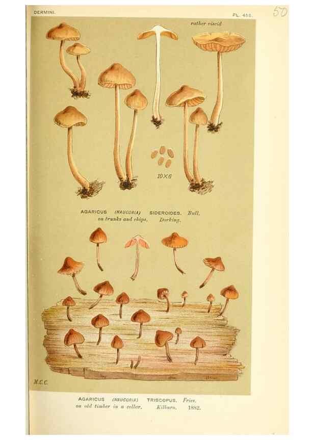 Reproducción/Reproduction 9016374704: Illustrations of British Fungi (Hymenomycetes), to serve as an atlas to the ""Handbook of British Fungi"".. LondonWilliams and Norgate1881-91
