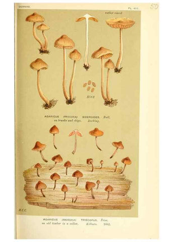 Reproducción/Reproduction 9016374704: Illustrations of British Fungi (Hymenomycetes), to serve as an atlas to the ""Handbook of British Fungi"".. LondonWilliams and Norgate1881-91