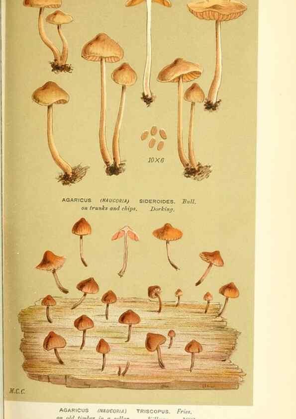 Reproducción/Reproduction 9016374704: Illustrations of British Fungi (Hymenomycetes), to serve as an atlas to the ""Handbook of British Fungi"".. LondonWilliams and Norgate1881-91