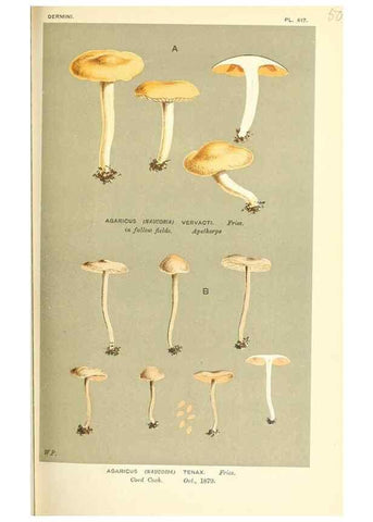 Reproducción/Reproduction 9016377910: Illustrations of British Fungi (Hymenomycetes), to serve as an atlas to the ""Handbook of British Fungi"".. LondonWilliams and Norgate1881-91