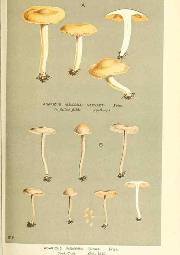 Reproducción/Reproduction 9016377910: Illustrations of British Fungi (Hymenomycetes), to serve as an atlas to the ""Handbook of British Fungi"".. LondonWilliams and Norgate1881-91
