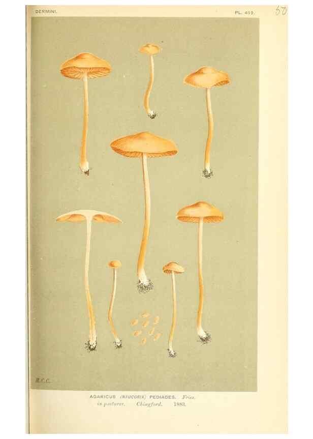 Reproducción/Reproduction 9015190187: Illustrations of British Fungi (Hymenomycetes), to serve as an atlas to the ""Handbook of British Fungi"".. LondonWilliams and Norgate1881-91