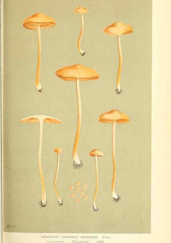 Reproducción/Reproduction 9015190187: Illustrations of British Fungi (Hymenomycetes), to serve as an atlas to the ""Handbook of British Fungi"".. LondonWilliams and Norgate1881-91