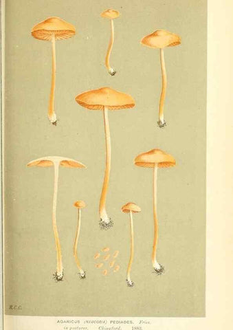 Reproducción/Reproduction 9015190187: Illustrations of British Fungi (Hymenomycetes), to serve as an atlas to the ""Handbook of British Fungi"".. LondonWilliams and Norgate1881-91
