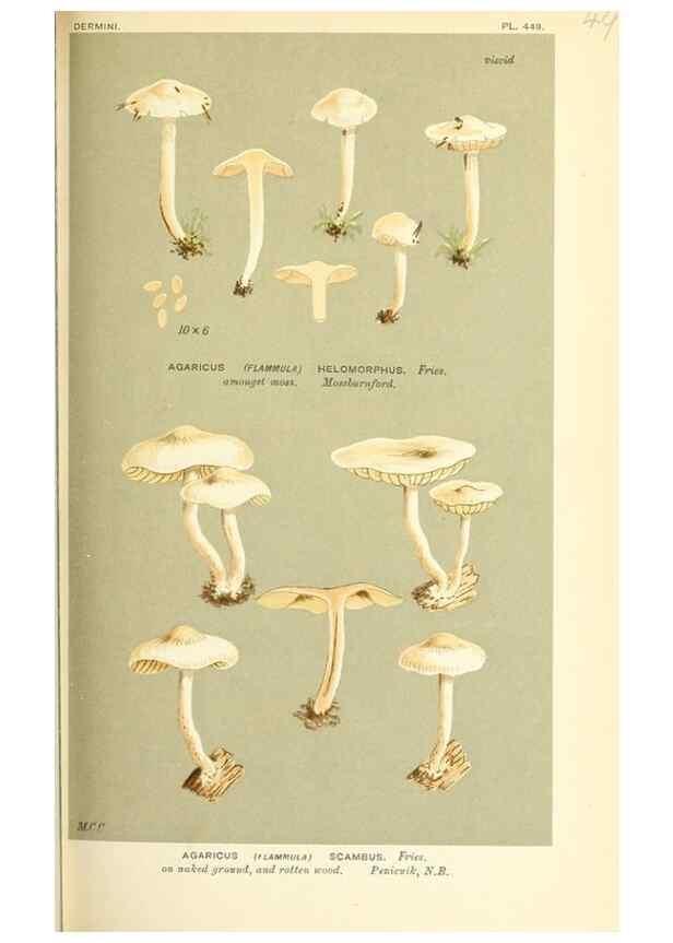Reproducción/Reproduction 9015157669: Illustrations of British Fungi (Hymenomycetes), to serve as an atlas to the ""Handbook of British Fungi"".. LondonWilliams and Norgate1881-91