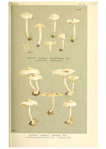 Reproducción/Reproduction 9015157669: Illustrations of British Fungi (Hymenomycetes), to serve as an atlas to the ""Handbook of British Fungi"".. LondonWilliams and Norgate1881-91