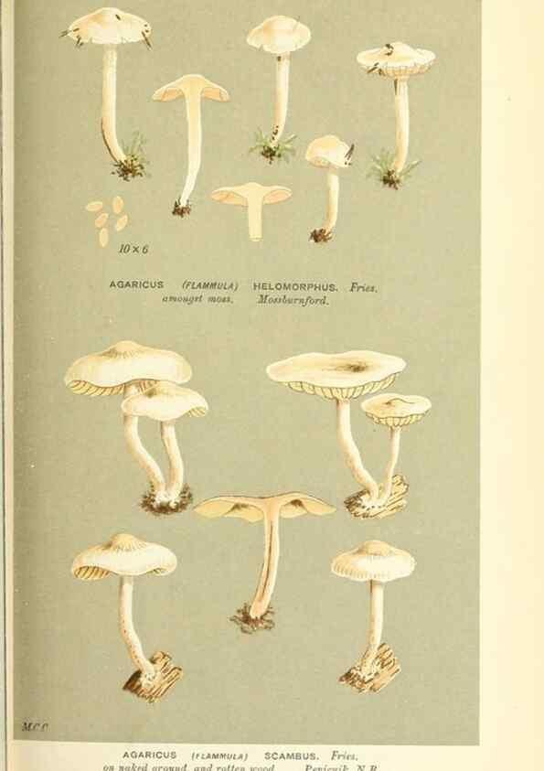Reproducción/Reproduction 9015157669: Illustrations of British Fungi (Hymenomycetes), to serve as an atlas to the ""Handbook of British Fungi"".. LondonWilliams and Norgate1881-91