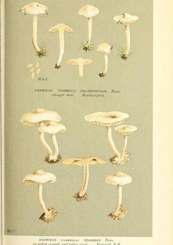 Reproducción/Reproduction 9015157669: Illustrations of British Fungi (Hymenomycetes), to serve as an atlas to the ""Handbook of British Fungi"".. LondonWilliams and Norgate1881-91