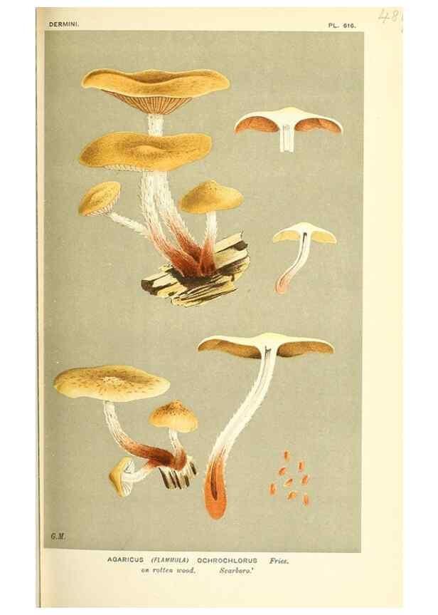 Reproducción/Reproduction 9015156581: Illustrations of British Fungi (Hymenomycetes), to serve as an atlas to the ""Handbook of British Fungi"".. LondonWilliams and Norgate1881-91
