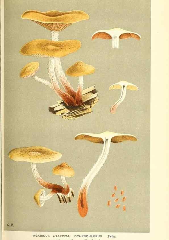 Reproducción/Reproduction 9015156581: Illustrations of British Fungi (Hymenomycetes), to serve as an atlas to the ""Handbook of British Fungi"".. LondonWilliams and Norgate1881-91
