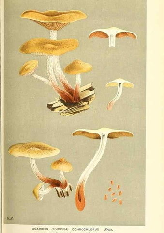 Reproducción/Reproduction 9015156581: Illustrations of British Fungi (Hymenomycetes), to serve as an atlas to the ""Handbook of British Fungi"".. LondonWilliams and Norgate1881-91