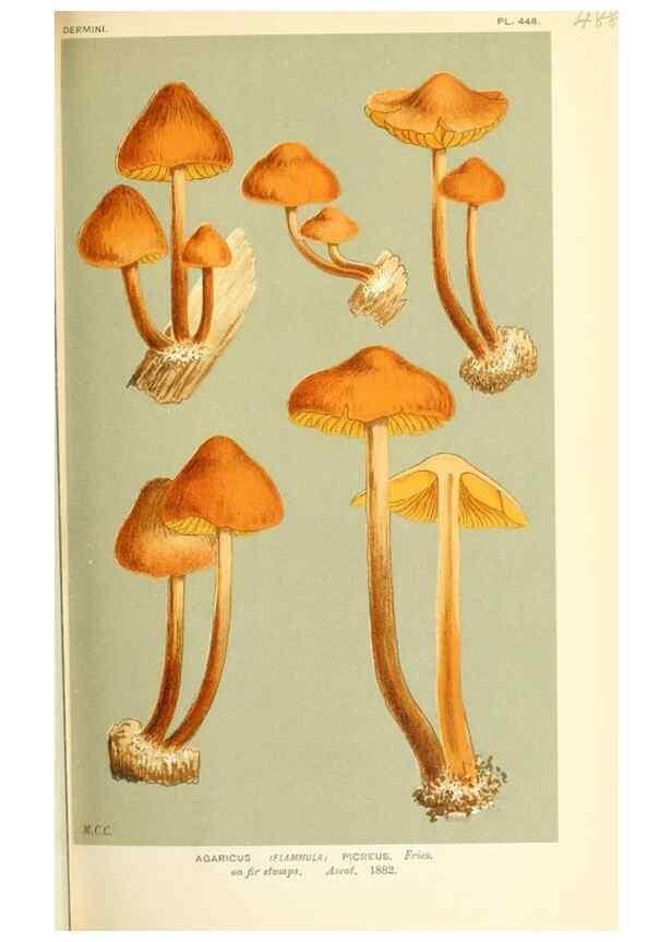 Reproducción/Reproduction 9016346934: Illustrations of British Fungi (Hymenomycetes), to serve as an atlas to the ""Handbook of British Fungi"".. LondonWilliams and Norgate1881-91